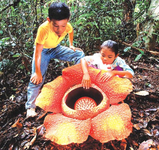 dunyanin-en-buyuk-cicegi-rafflesia