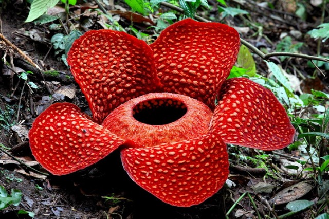 Rafflesia Arnoldii Bunga  Nasional yang Menjadi Sorotan Dunia