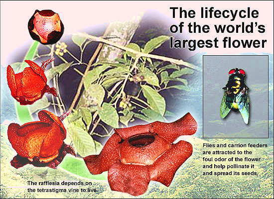 rafflesia-grow