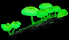 bioluminescent-mushroom